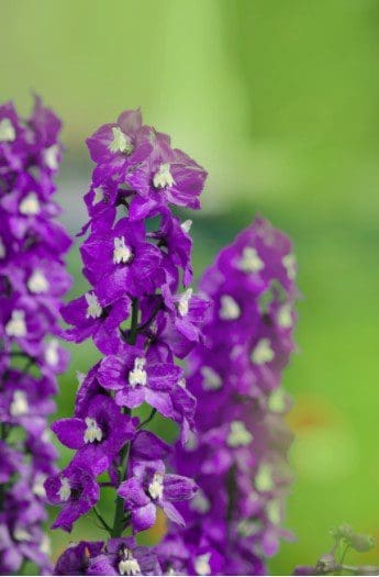 Violet Delphinium Gardenfrontier Violet Delphinium