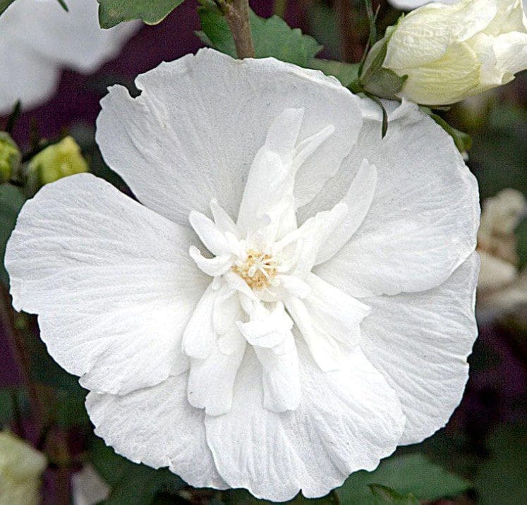 White Chiffon Hibiscus Gardenfrontier White Chiffon Hibiscus