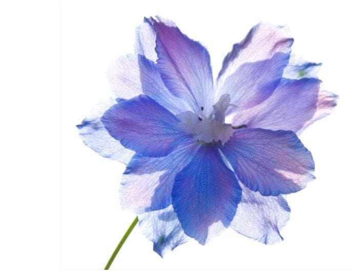 delphinium Gardenfrontier delphinium