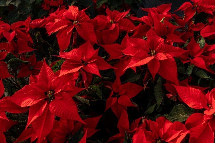 poinsettia Gardenfrontier poinsettia