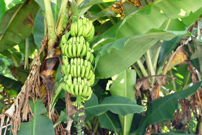 Banana Tree Gardenfrontier Banana Tree
