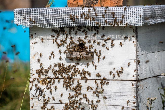 Backyard Beekeeping Hive Gardenfrontier A wooden backyard beekeeping hive stacked in a grassy garden
