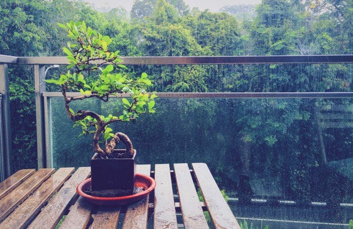 Bonsai Tree Gardenfrontier Bonsai Tree