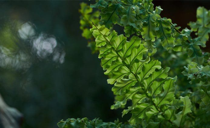 Boston Fern Gardenfrontier Boston Fern