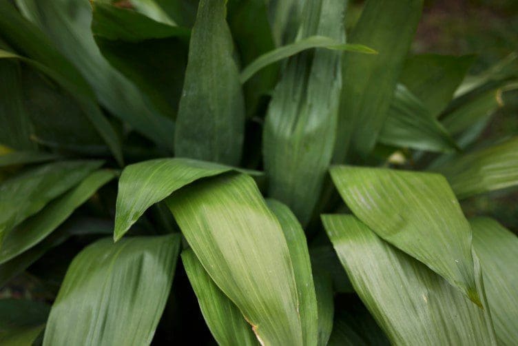Cast Iron Plant Gardenfrontier Cast Iron Plant