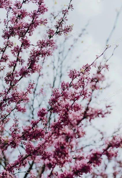 Cherry blossom tree Gardenfrontier Cherry blossom tree