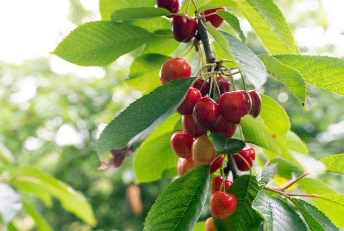 Cherry tree with ripe cherries Gardenfrontier Cherry tree with ripe cherries