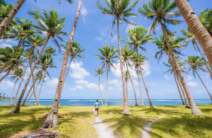 Coconut Tree Gardenfrontier Coconut Tree