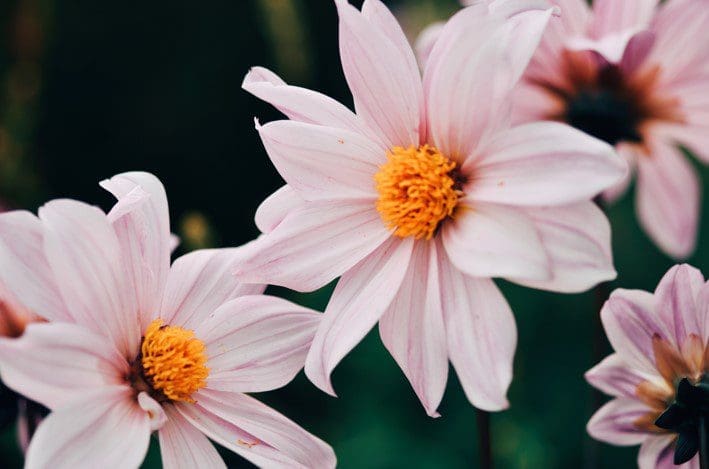 Cosmos flower Gardenfrontier Cosmos flower