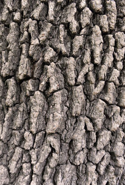 Elm Tree Bark Gardenfrontier Elm Tree Bark