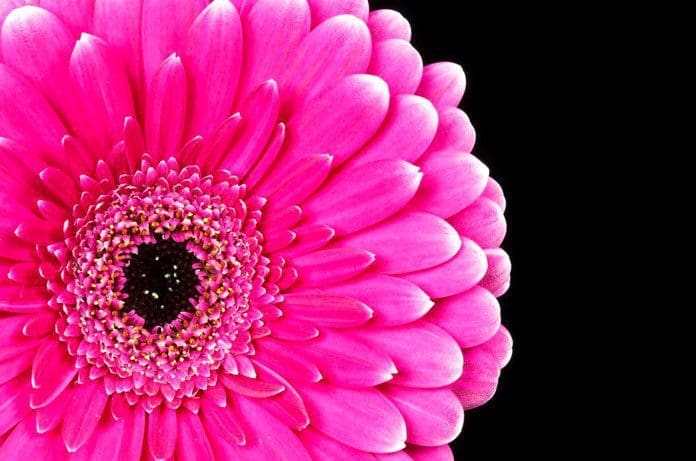 Gerbera Daisy Gardenfrontier Gerbera Daisy