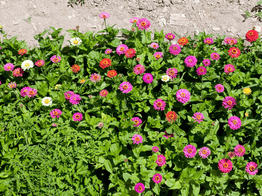 Gerbera daisies in Garden Gardenfrontier Gerbera daisies in Garden