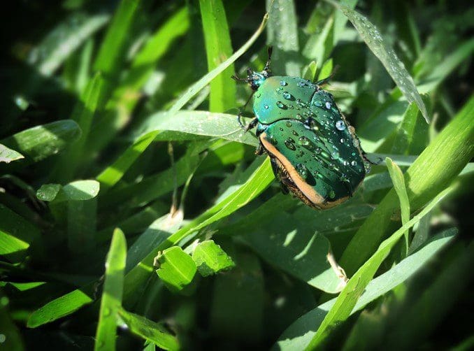June Beetle Gardenfrontier June Beetle