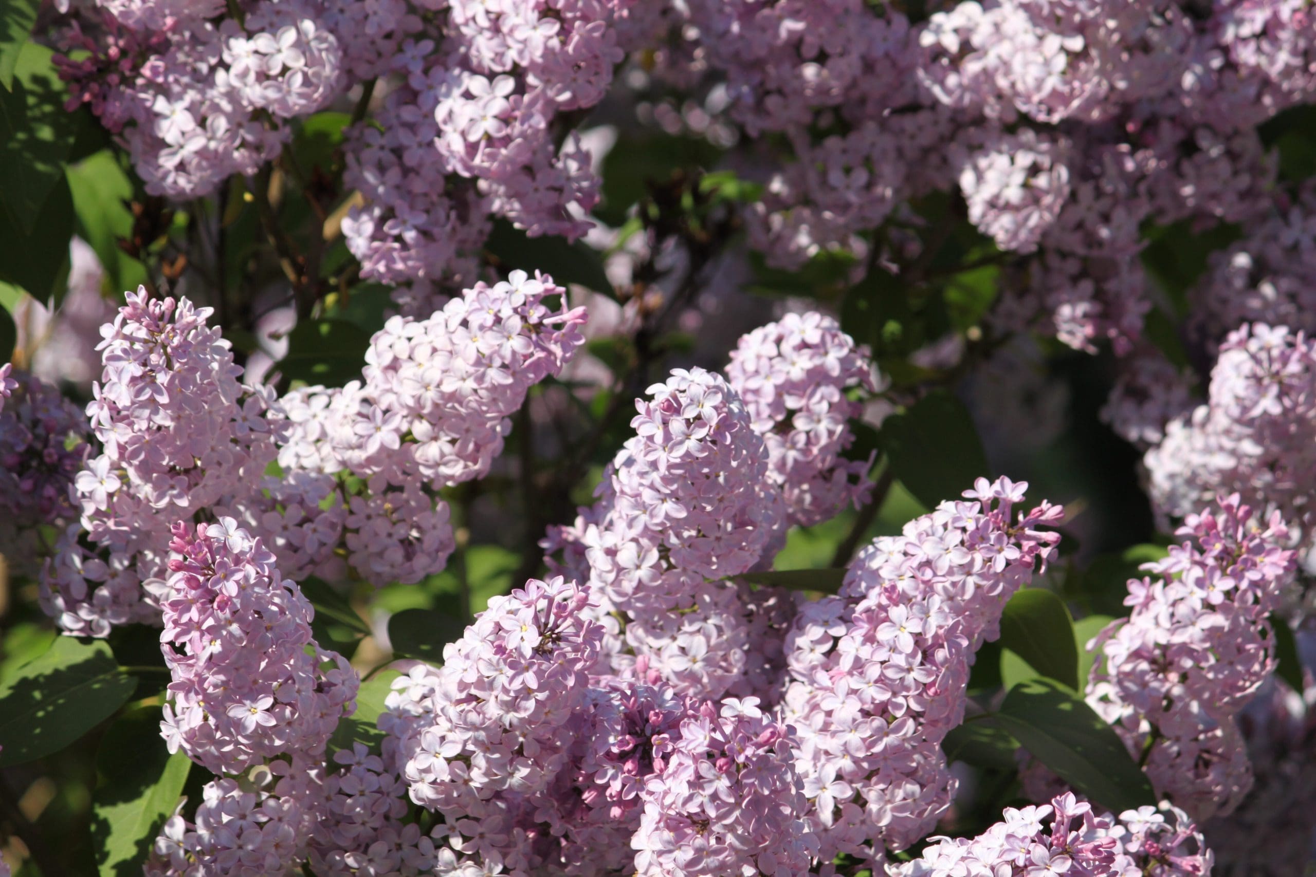 Lilac Gardenfrontier Lilac
