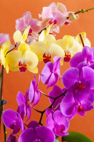 Moth orchid Gardenfrontier Moth orchid