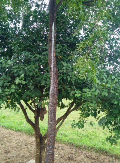 Neem Tree Vertical Gardenfrontier Neem Tree Vertical