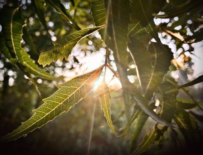 Neem Tree Gardenfrontier Neem Tree