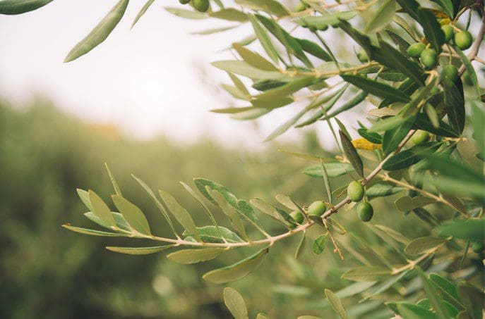 Olive Tree Gardenfrontier Olive Tree