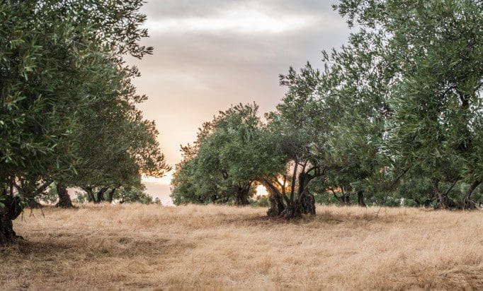 Olive trees Gardenfrontier Olive trees
