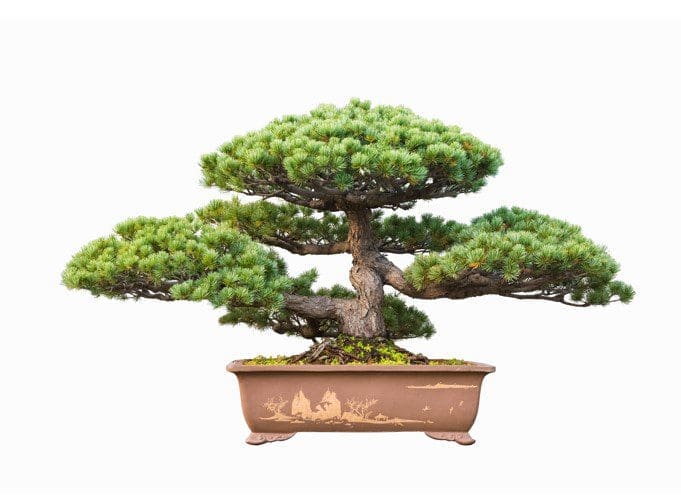 Pine Bonsai Gardenfrontier Pine Bonsai