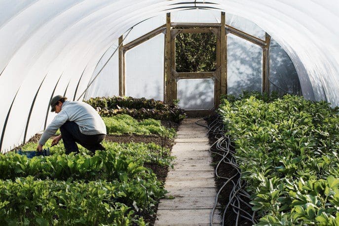 Polytunnel Gardenfrontier Polytunnel