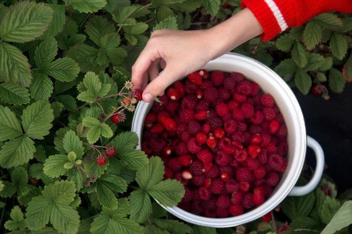 Raspberry Picking Gardenfrontier Raspberry Picking