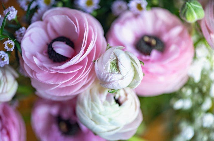 Ranunculus Gardenfrontier Ranunculus