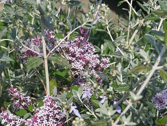 Syringa Red Pixie Gardenfrontier Syringa Red Pixie