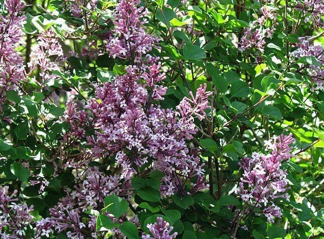 Syringa meyeri Palibin Gardenfrontier Syringa meyeri Palibin