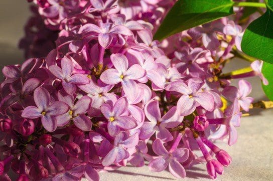 Syringa microphylla Superba Gardenfrontier Syringa microphylla Superba