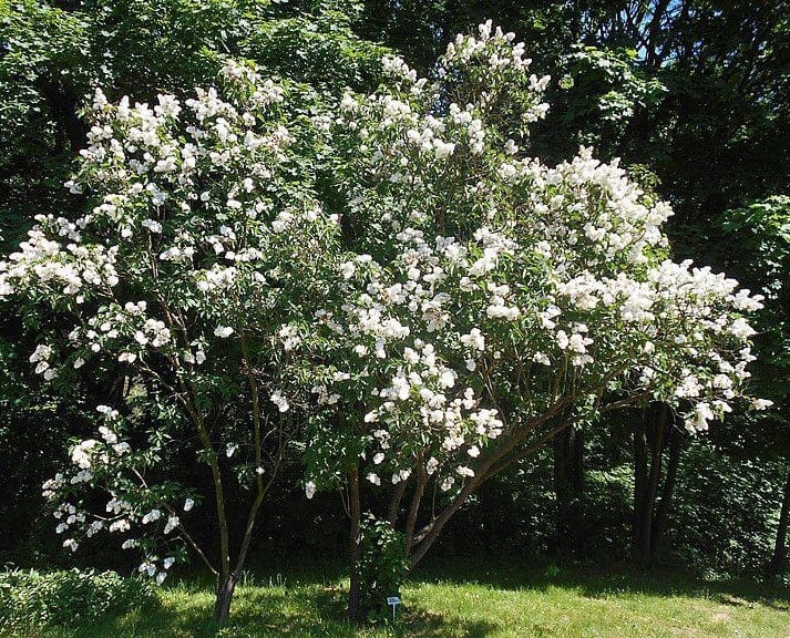 Syringa vulgaris Mme Lemoine Gardenfrontier Syringa vulgaris Mme Lemoine