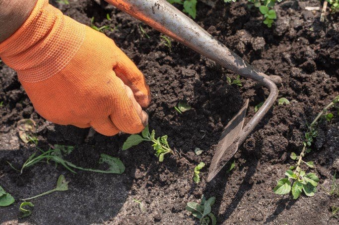Weeding Gardenfrontier Weeding