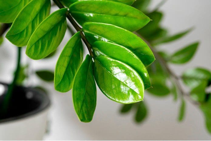 Zamioculcas Gardenfrontier Zamioculcas