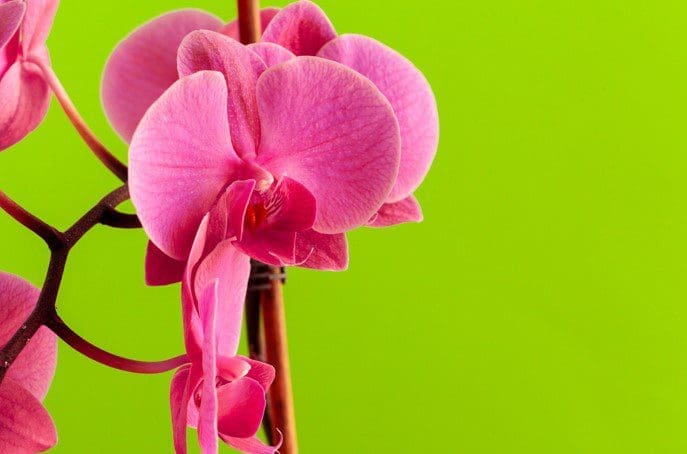 phalaenopsis Gardenfrontier phalaenopsis