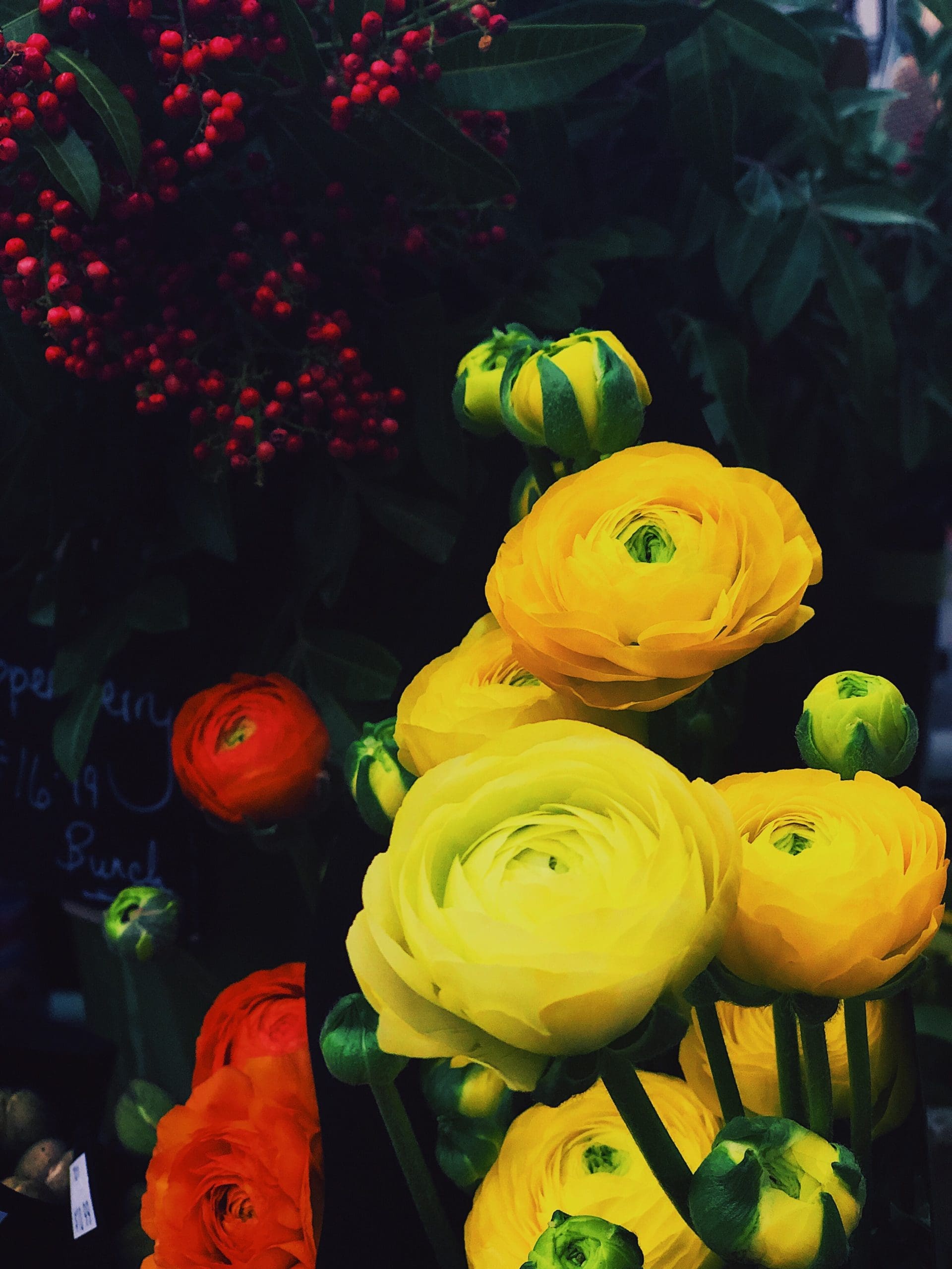 ranunculus flowers Gardenfrontier ranunculus flowers