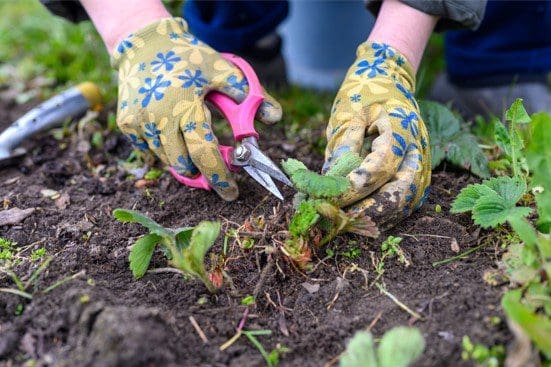 weeding strawberry Gardenfrontier weeding strawberry