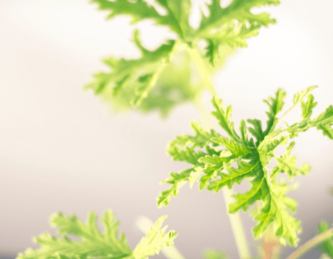 Citronella Plant Gardenfrontier Citronella Plant