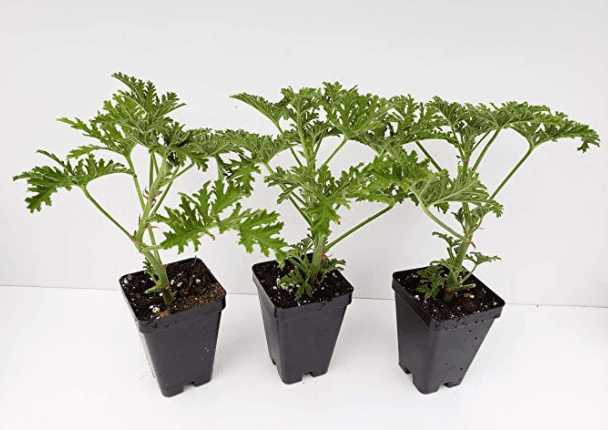 Live Citronella Starter Plants Gardenfrontier Live Citronella Starter Plants