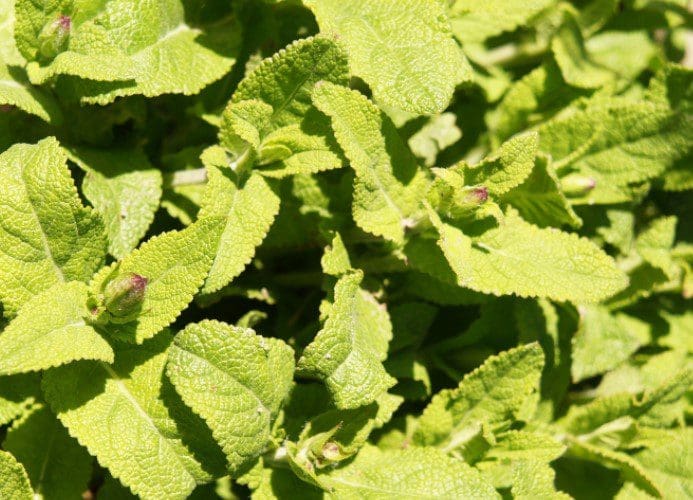 Sage Green Gardenfrontier Sage Green