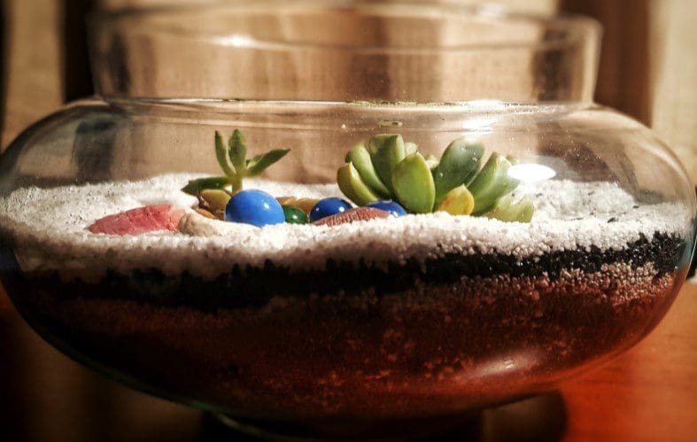 Terrarium Gardenfrontier Terrarium