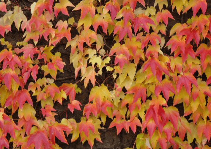 Virginia Creeper Gardenfrontier Virginia Creeper