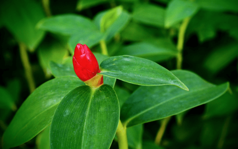 Wild Ginger Gardenfrontier Wild Ginger