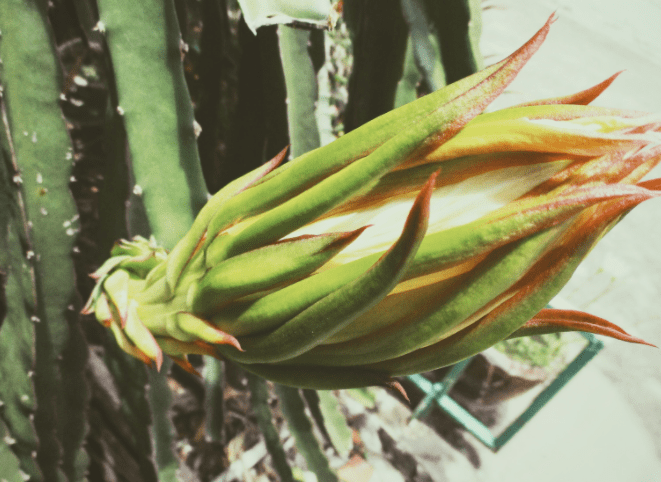 Dragon fruit Gardenfrontier Dragon fruit