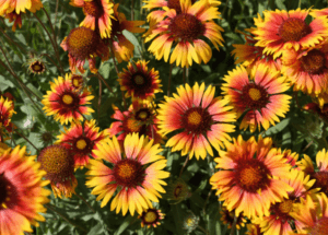 Heleniums Sneezeweed Gardenfrontier Heleniums Sneezeweed