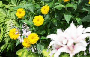 Heliopsis Gardenfrontier Heliopsis false sunflowers
