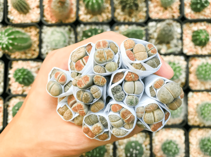 Lithops Gardenfrontier Lithops