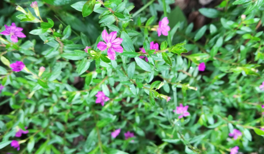 Mexican Heather Gardenfrontier Mexican Heather