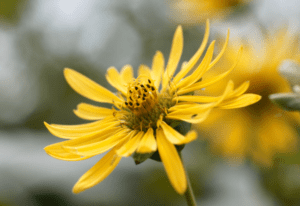 Silphium Gardenfrontier Silphium compass plant