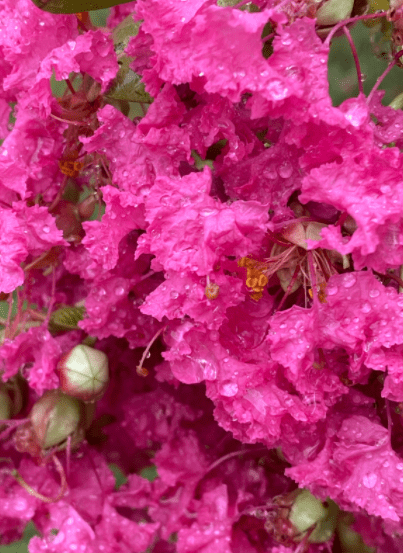 crepe myrtle vertical Gardenfrontier crepe myrtle vertical