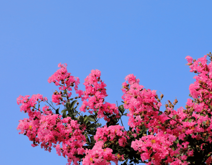 crepe myrtle Gardenfrontier crepe myrtle